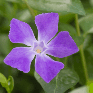 This is Vinca Minor-a plant often confused with Annual Vinca