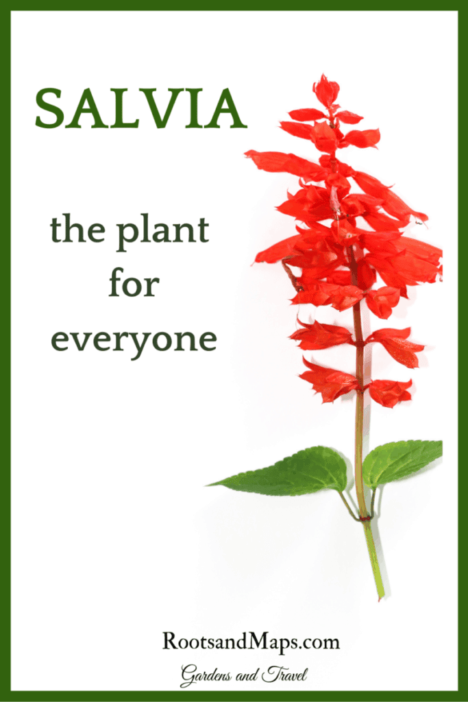 salvia plant in red