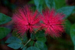 A Sparkly Powder Puff Flower