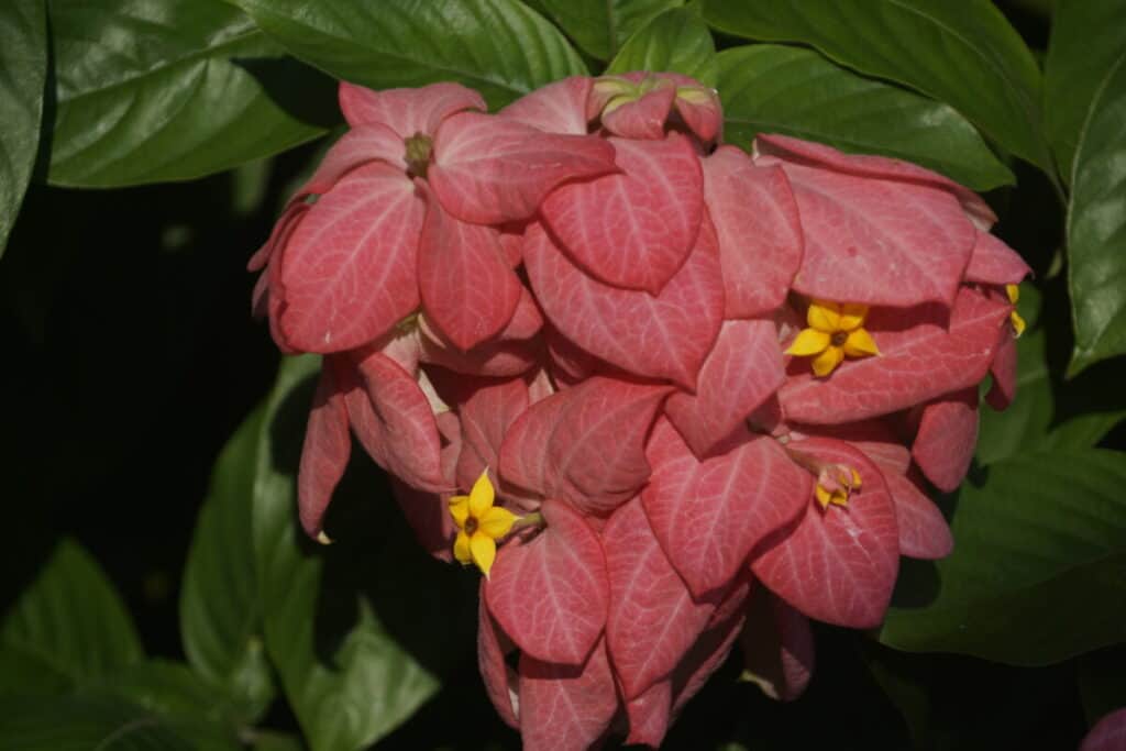 mussaenda in bloom