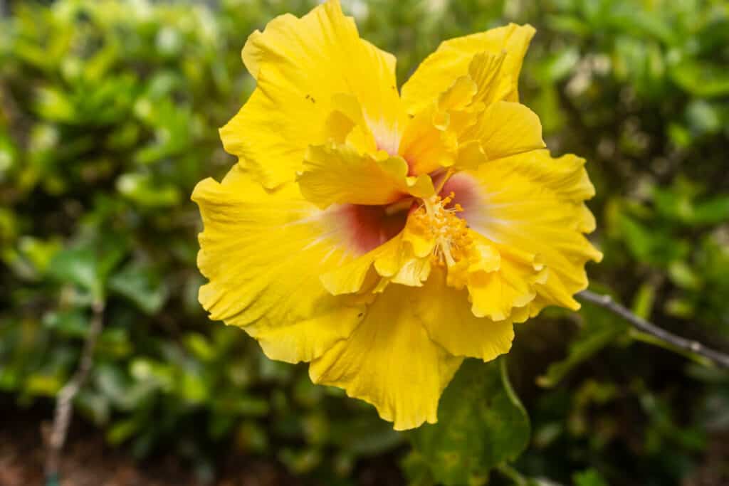 Yellow double hibiscus with pink center