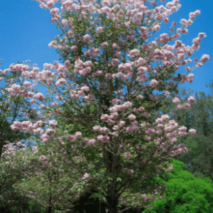 image shows full purple trumpet tree in bloom