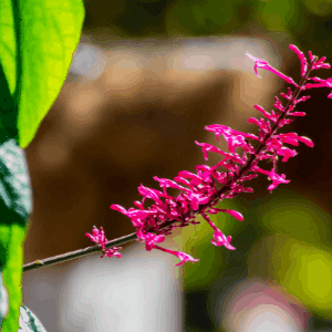 The magenta bloom of the large firespike plant.