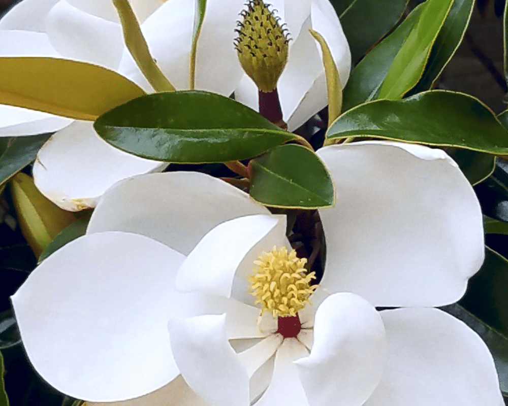 An Arrangement of Magnolias