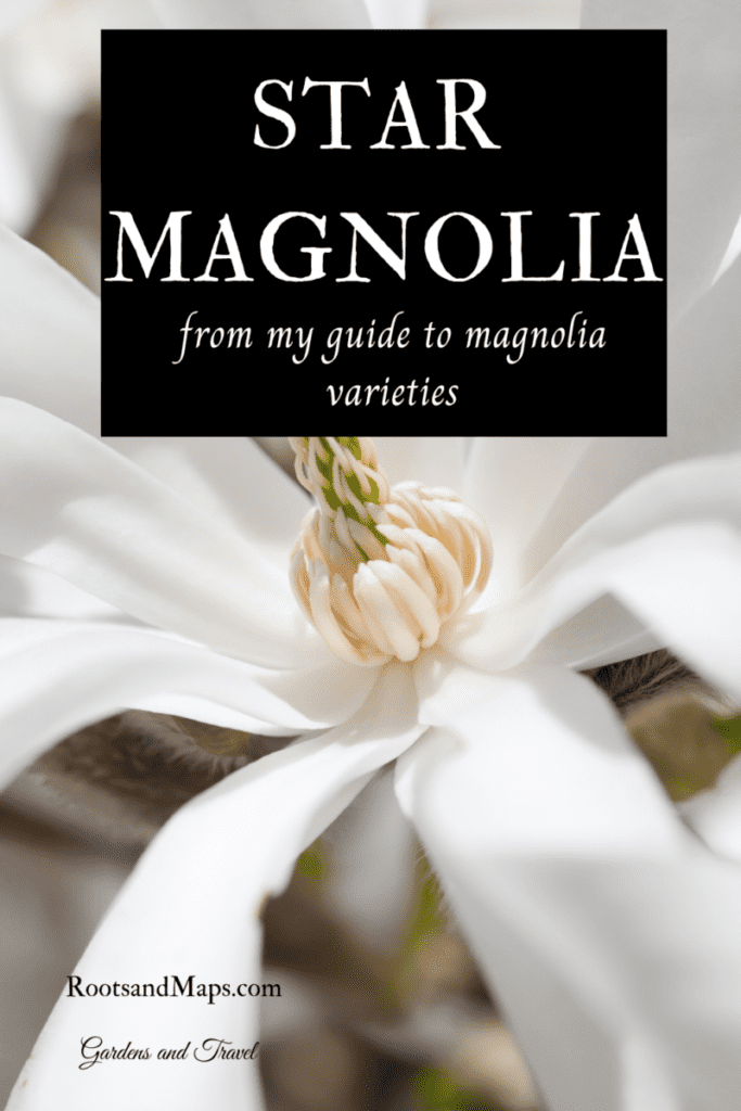 Blossom of Star Magnolia