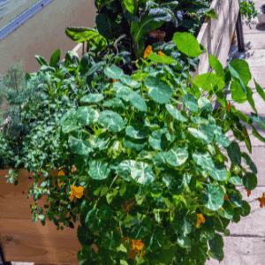 elevated vegetable garden