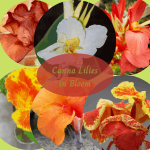 A variety of canna lilies in bloom, how to choose and grow them.