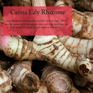 Canna Lily Rhizome, how to plant and choose them.