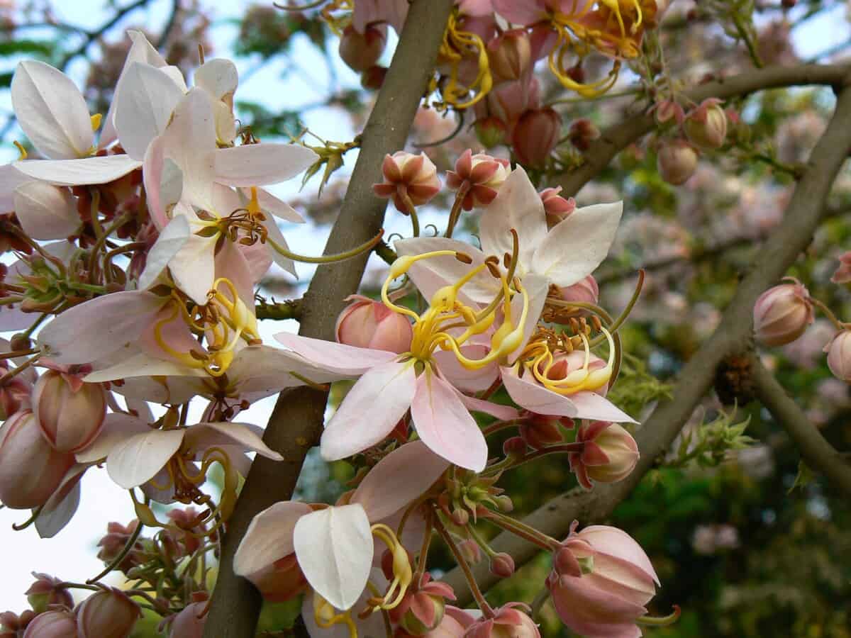Cassia Bakeriana, tree in bloom