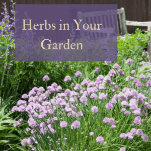 Herbs in your garden