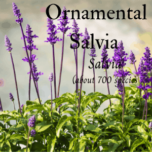 Ornamental Salvia bloom all year