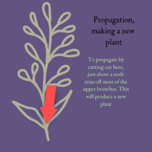 Diagram showing how to propagate a plant cutting