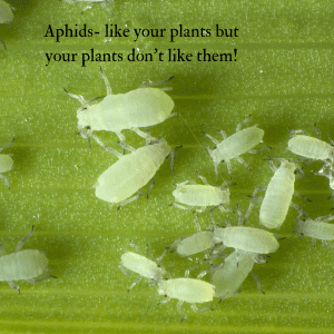 Aphids damage plants