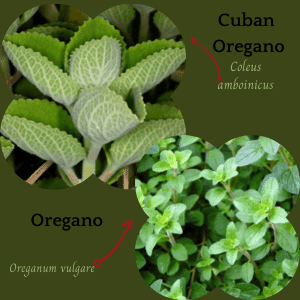 Comparason of Cuban oregano and true oregano