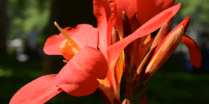 salmon colored canna lily