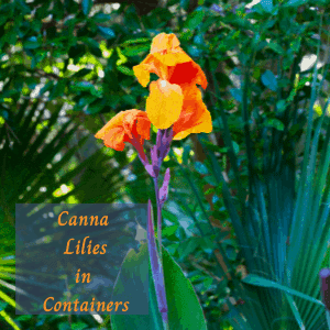 How to grow canna lilies in containers