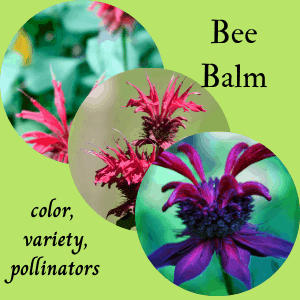 three different varieties of bee balm flower