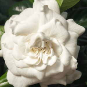 double blossom variety of gardenia. success growing gardenia.