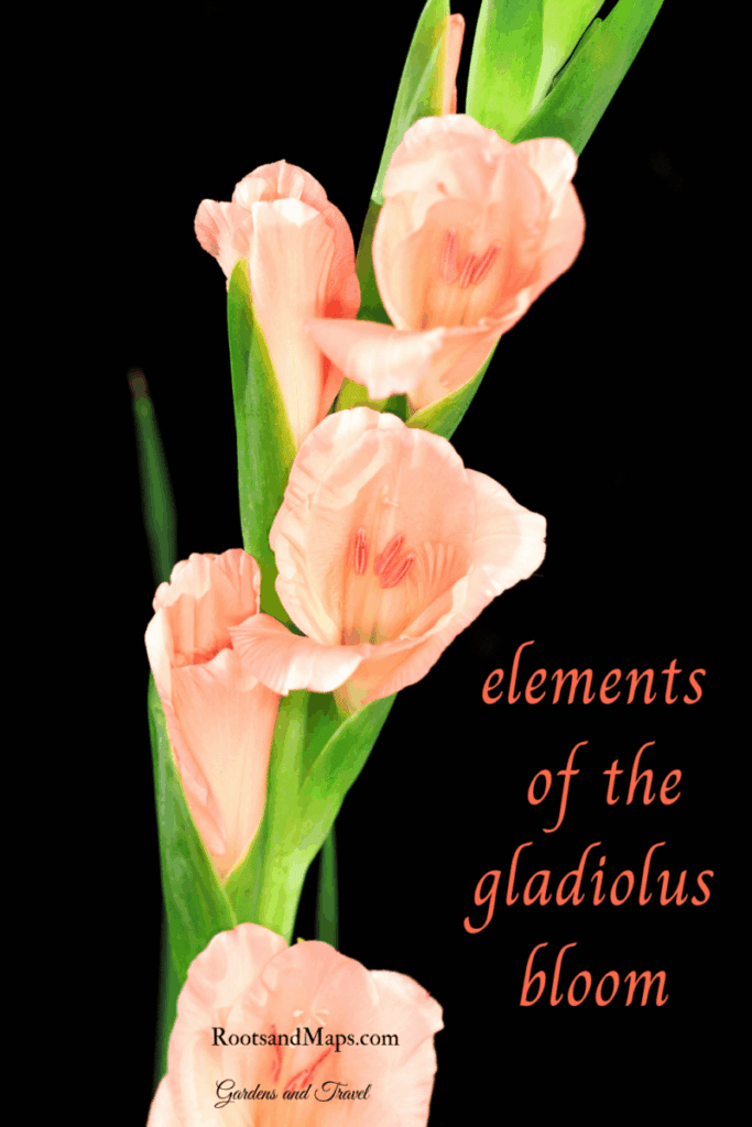 close view of individual gladiolus blooms