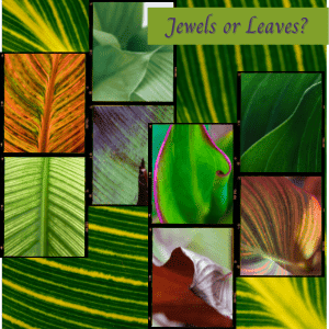 Jewels or leaves? Canna lily leaves for a tropical garden.