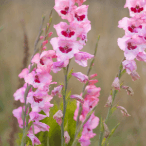 bicolor pink gladiolus