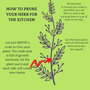 Diagram showing how to prune herbs for the kitchen