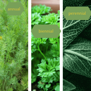 Annual, Biennial & Perennial Herbs to grow in containers