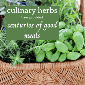 culinary herbs in a basket