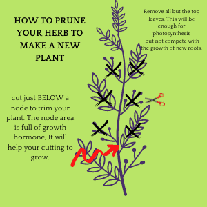 diagram how to prune for a new plant