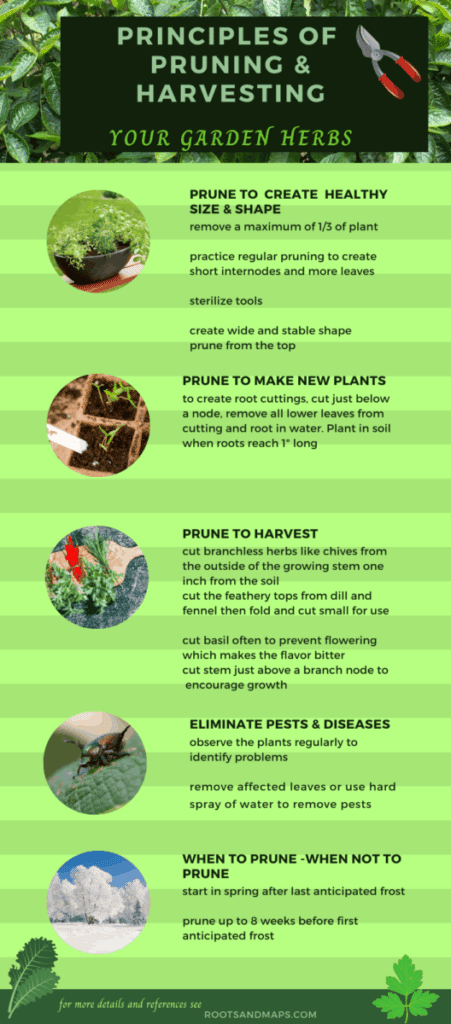 pruning herbs summary-harvesting basil