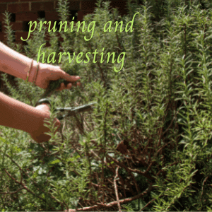 pruning a rosemary plant