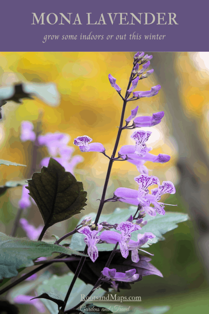 Mona lavender in bloom in our South Florida garden.