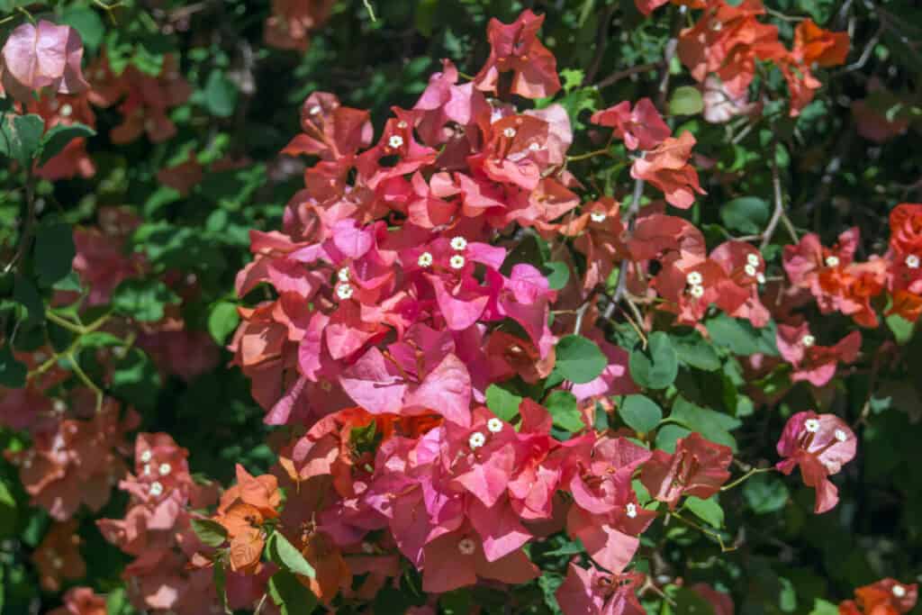 Bougainvillea showing tiny white flowers they can bloom all year