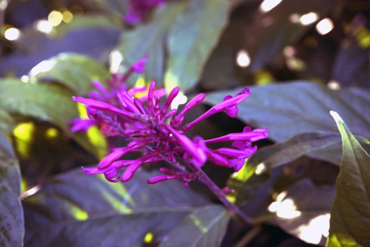 large blossom of firespike