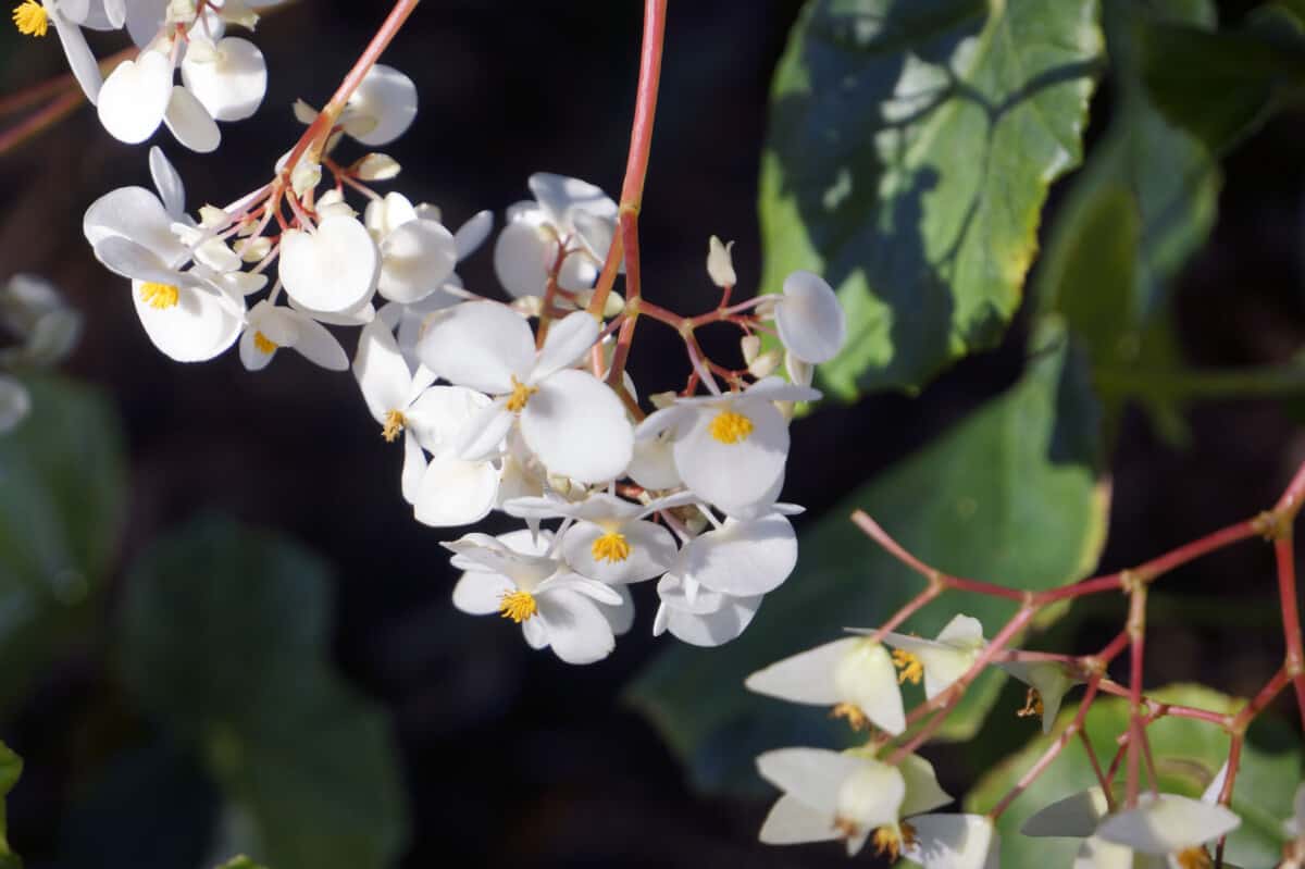 Angel Wing begonia