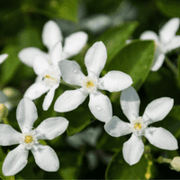 jasmine blossoms