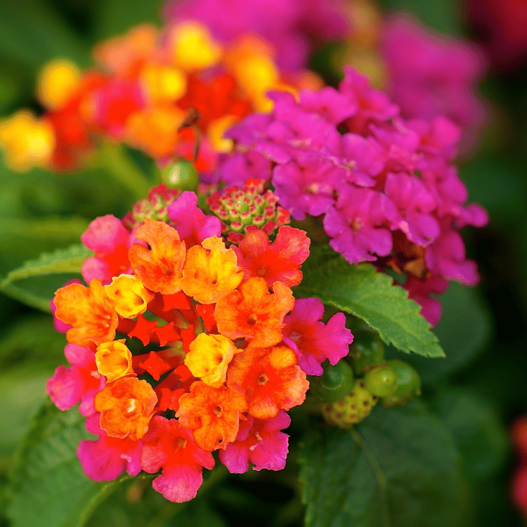 Lantana, in bloom all year.