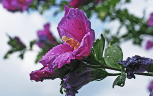 dew covered bloom