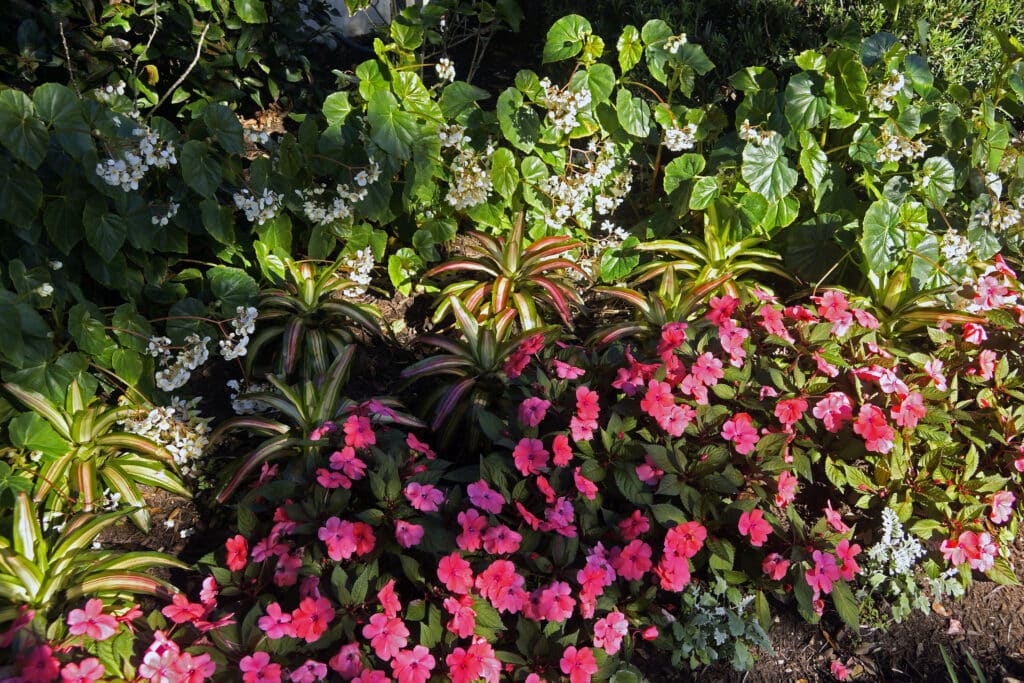 Begonias, Bromiliads, Coral Impatiens