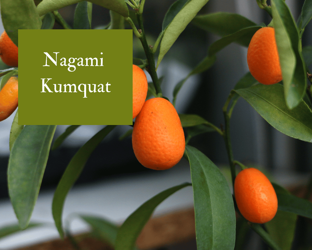 Fruit of Nagami Kumquat