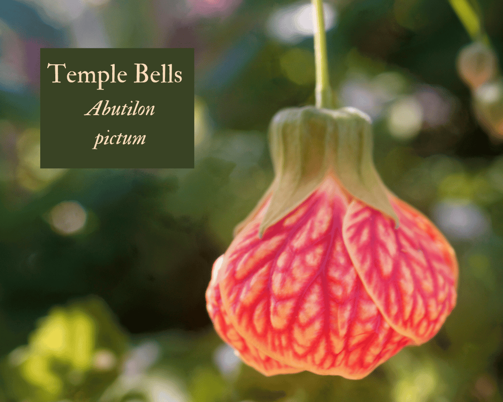 Temple Bells flower hanging