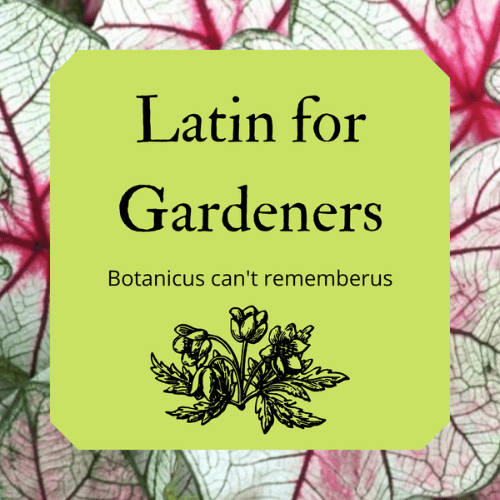 Image of caladium leaf with title "Latin for Gardeners