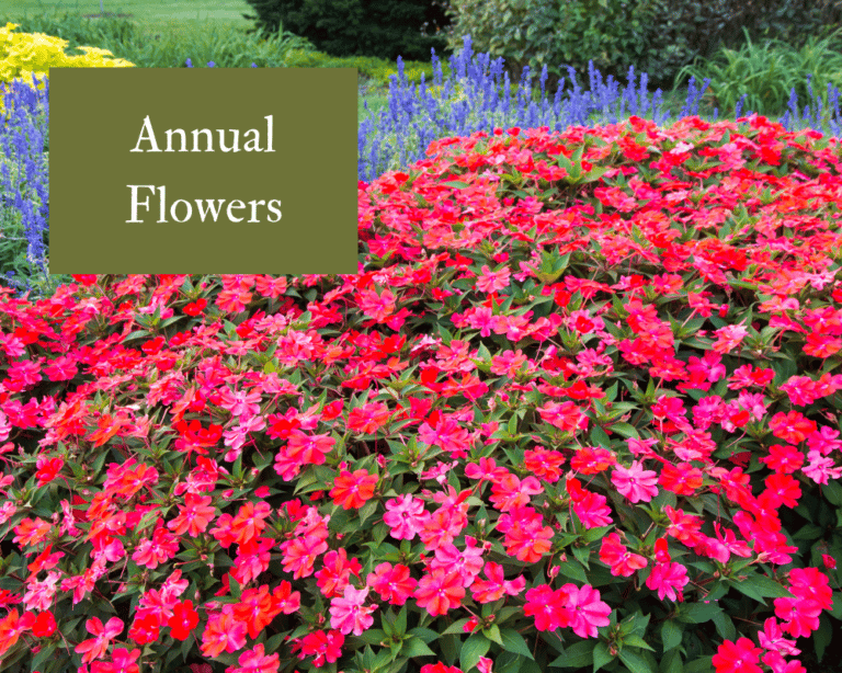 Sunpatiens: New and Improved Impatiens! ⋆ Roots and Maps