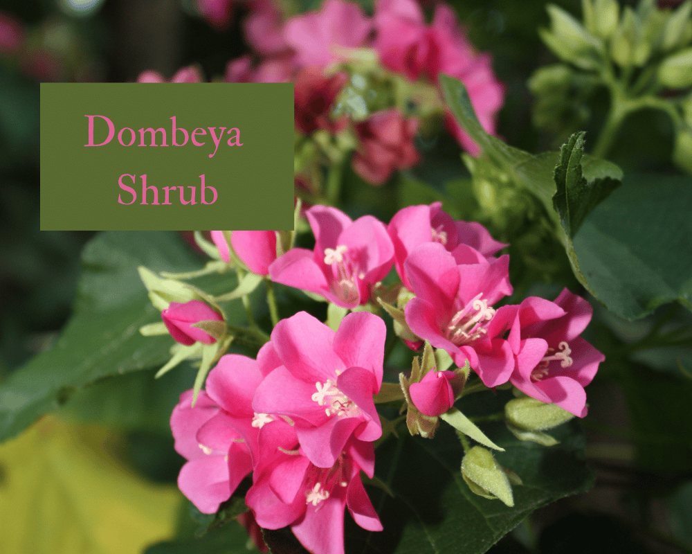 Dombeya Shrub in bloom this month in the tropical garden.