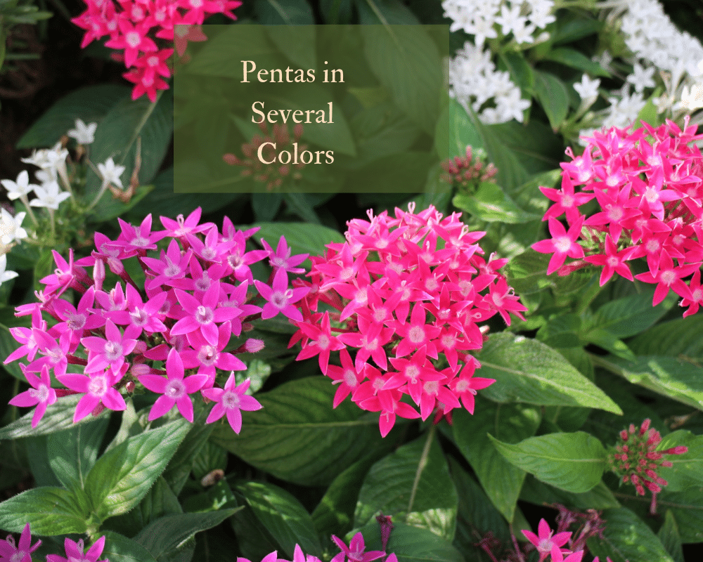 Pentas in several colors