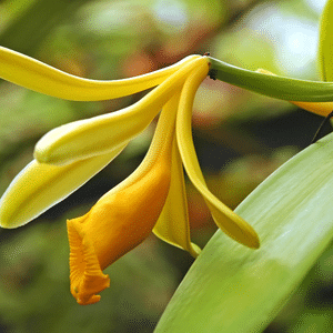 a Vanilla Orchid in our garden