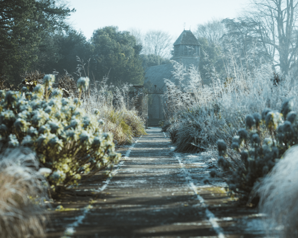 Winter beauty