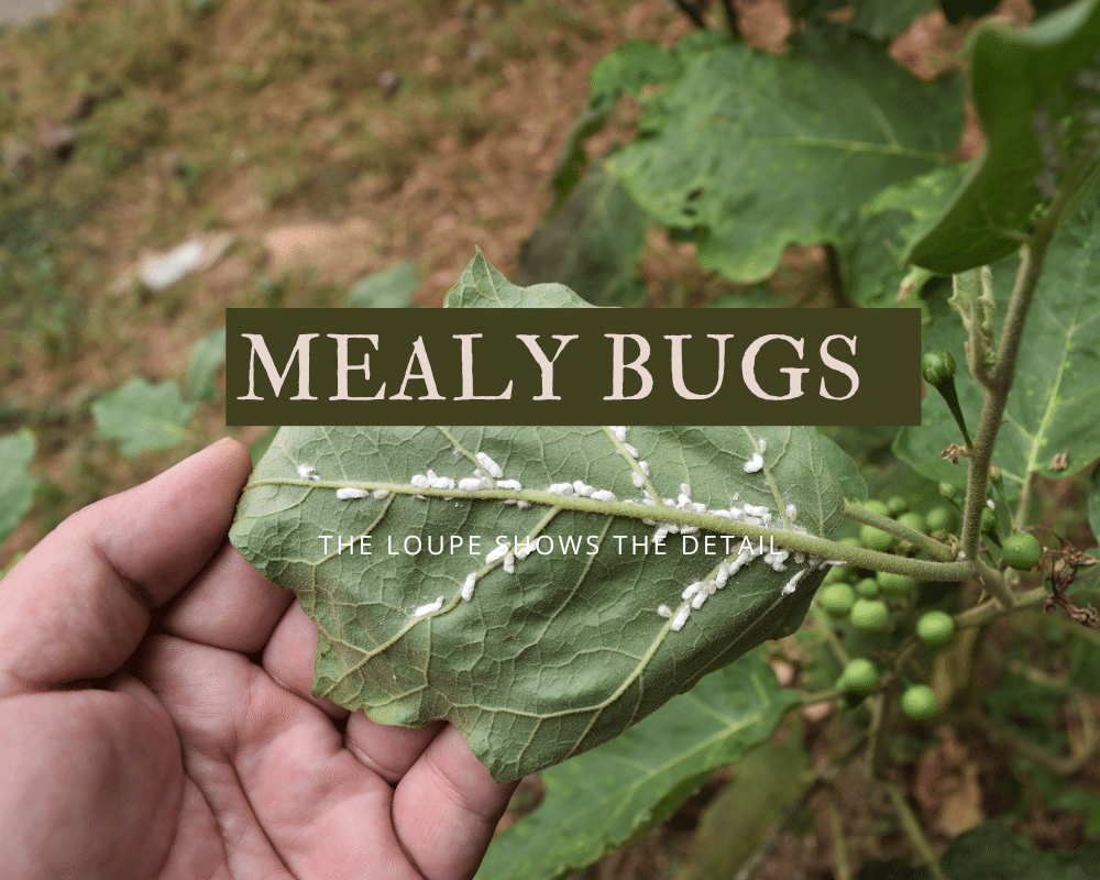 Mealy Bugs attacking leaf