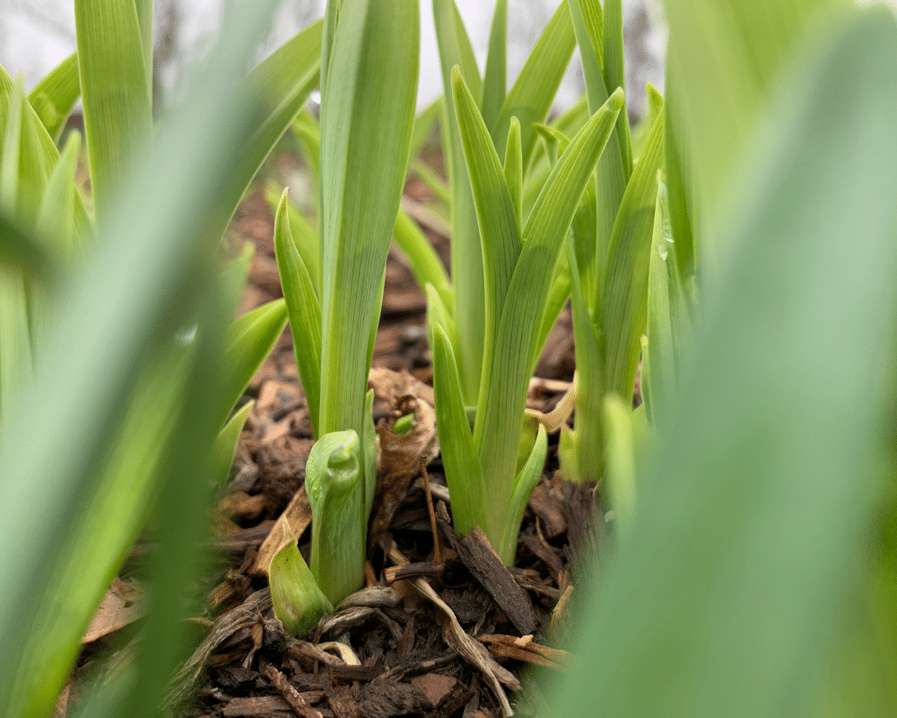 new green shoots in tthe garden in March