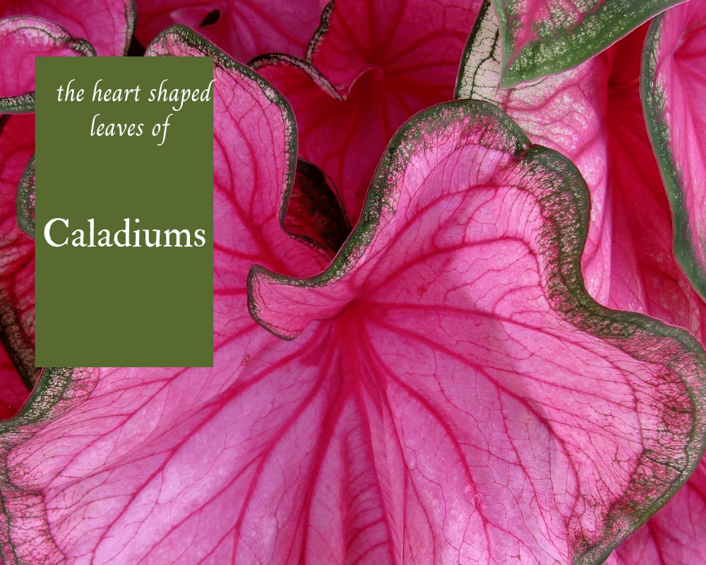 Pink Caladium Leaf